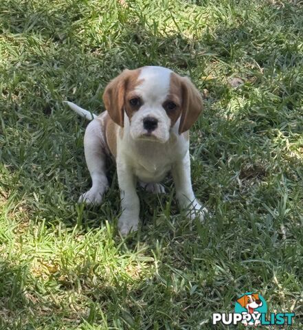 Gorgeous Pugalier puppies