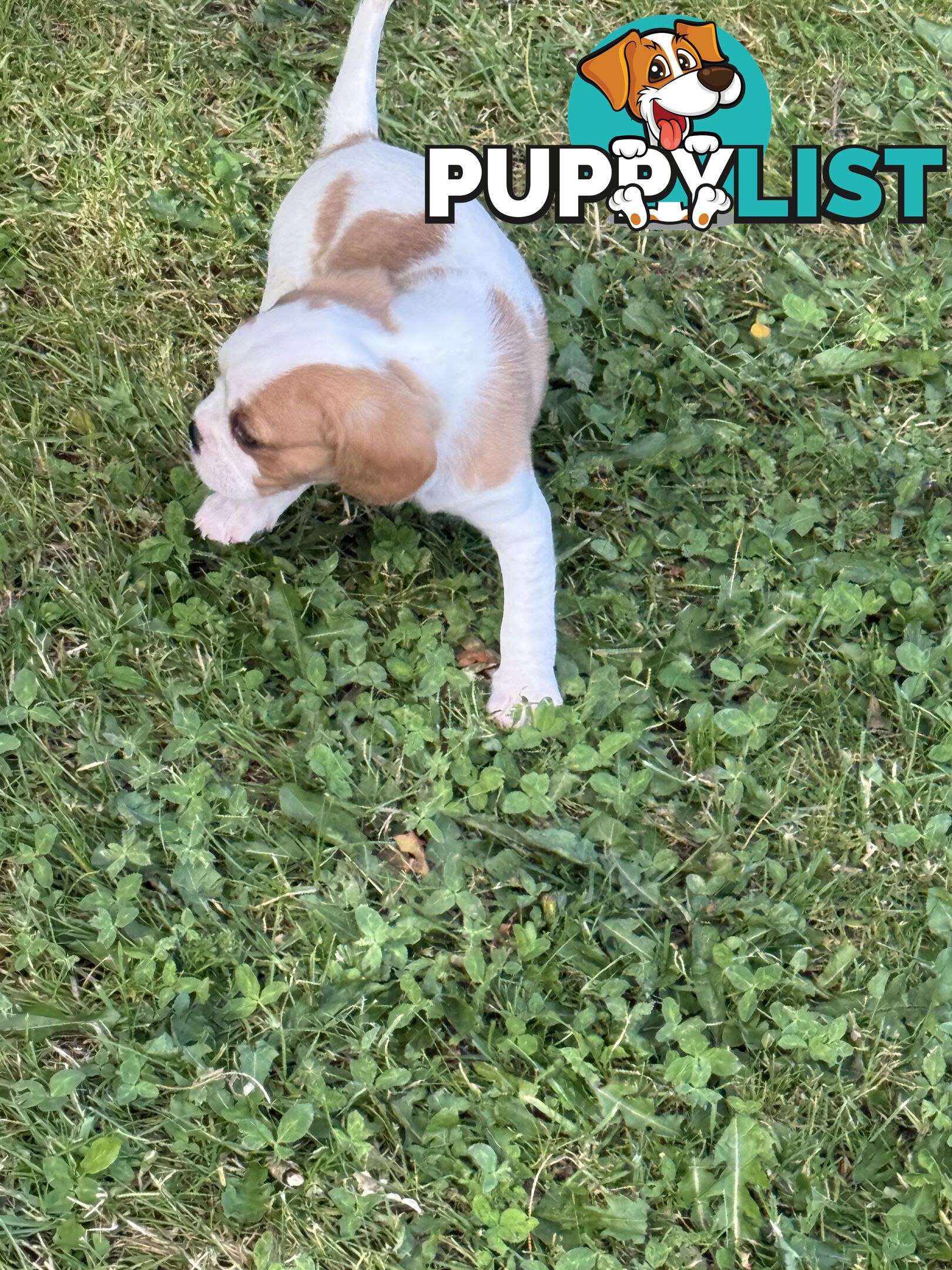 Gorgeous Pugalier puppies