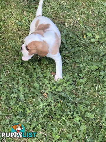 Gorgeous Pugalier puppies