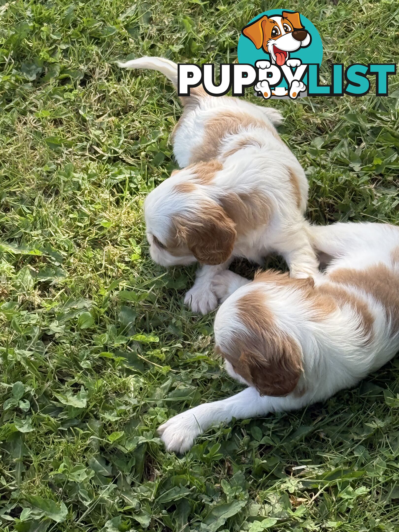 Gorgeous Pugalier puppies