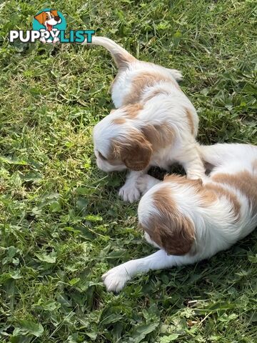 Gorgeous Pugalier puppies