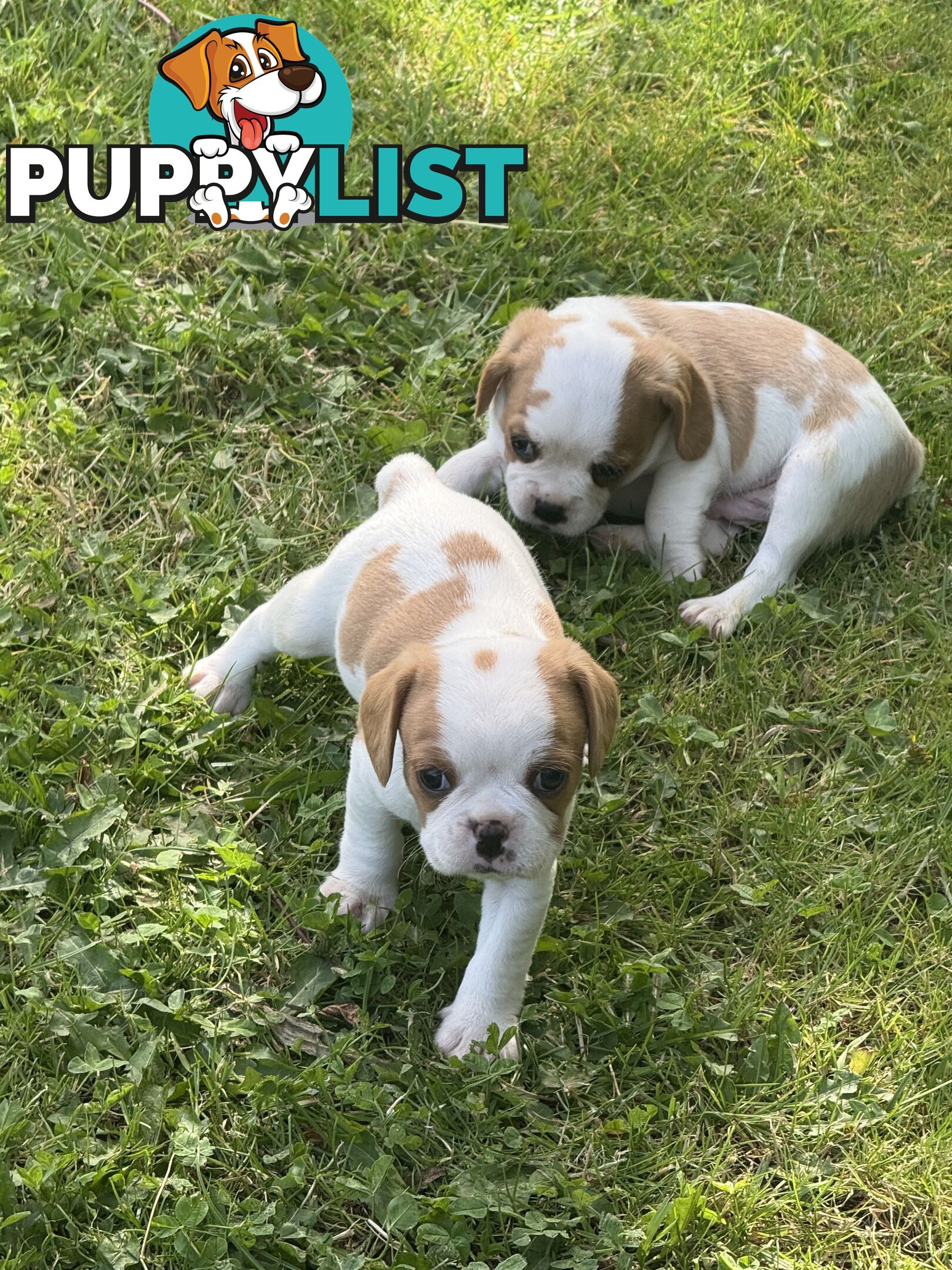 Gorgeous Pugalier puppies