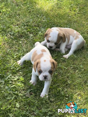 Gorgeous Pugalier puppies