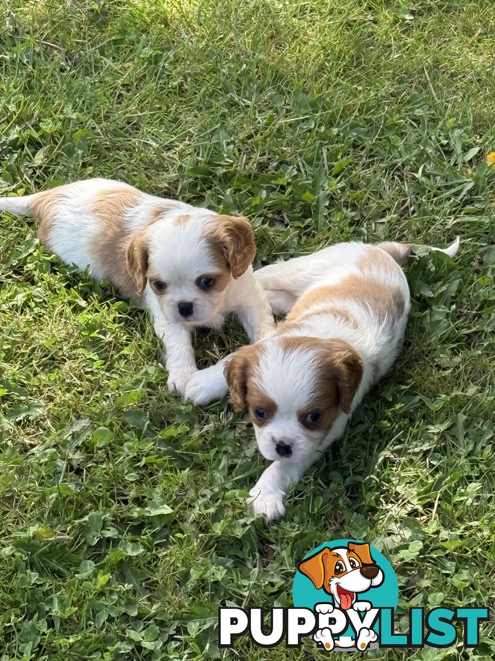 Gorgeous Pugalier puppies