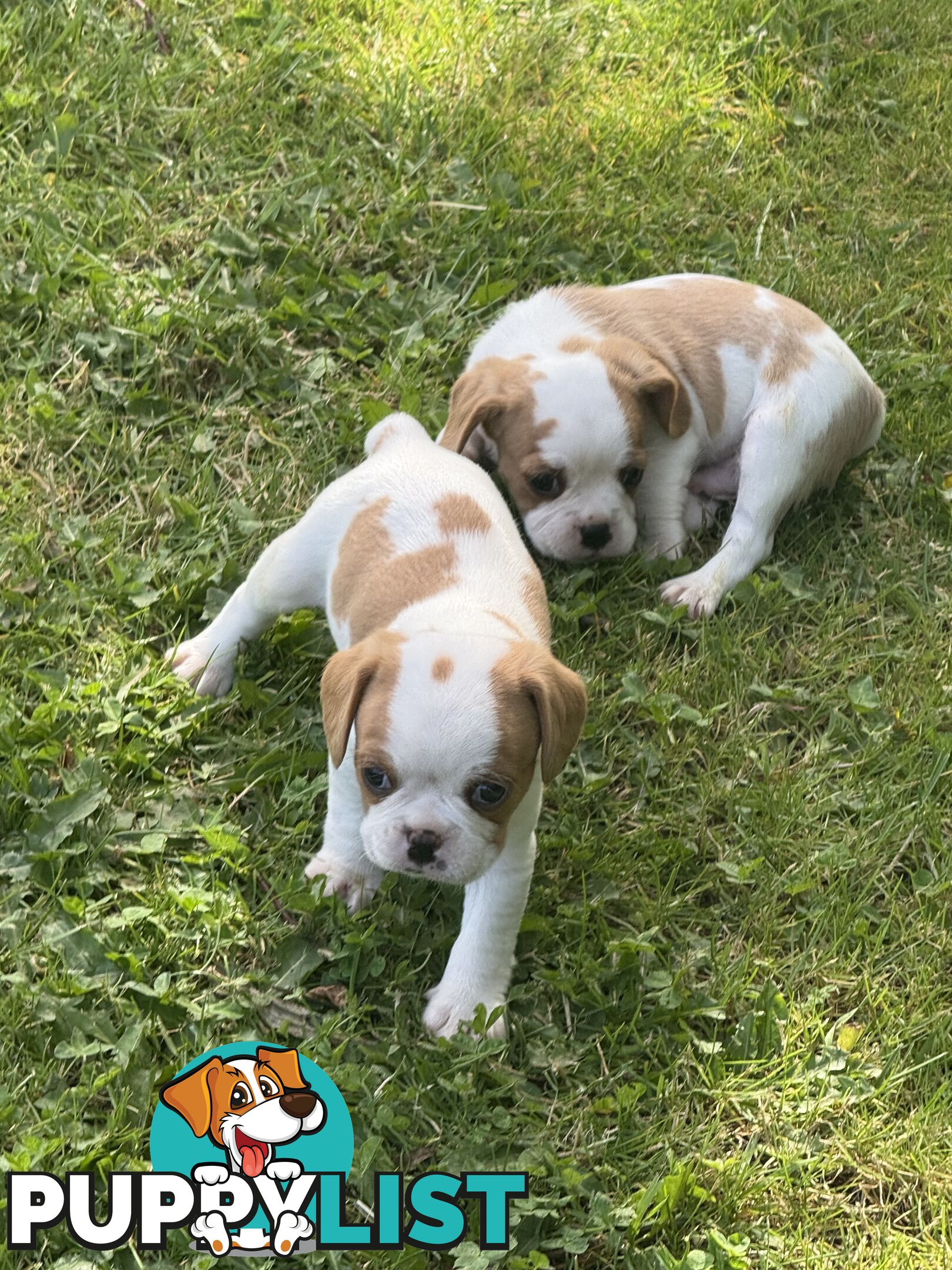 Gorgeous Pugalier puppies