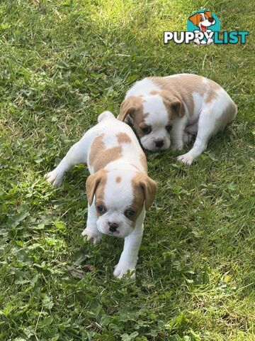 Gorgeous Pugalier puppies