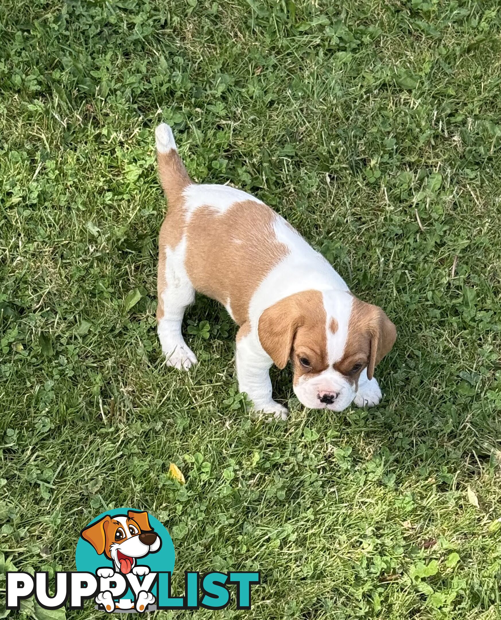 Gorgeous Pugalier puppies