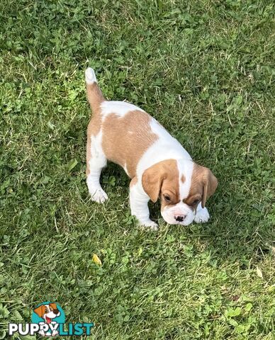 Gorgeous Pugalier puppies