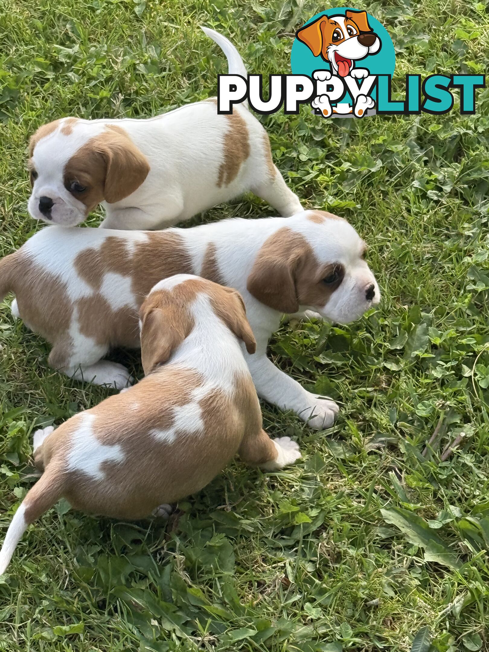 Gorgeous Pugalier puppies