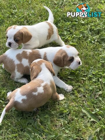 Gorgeous Pugalier puppies