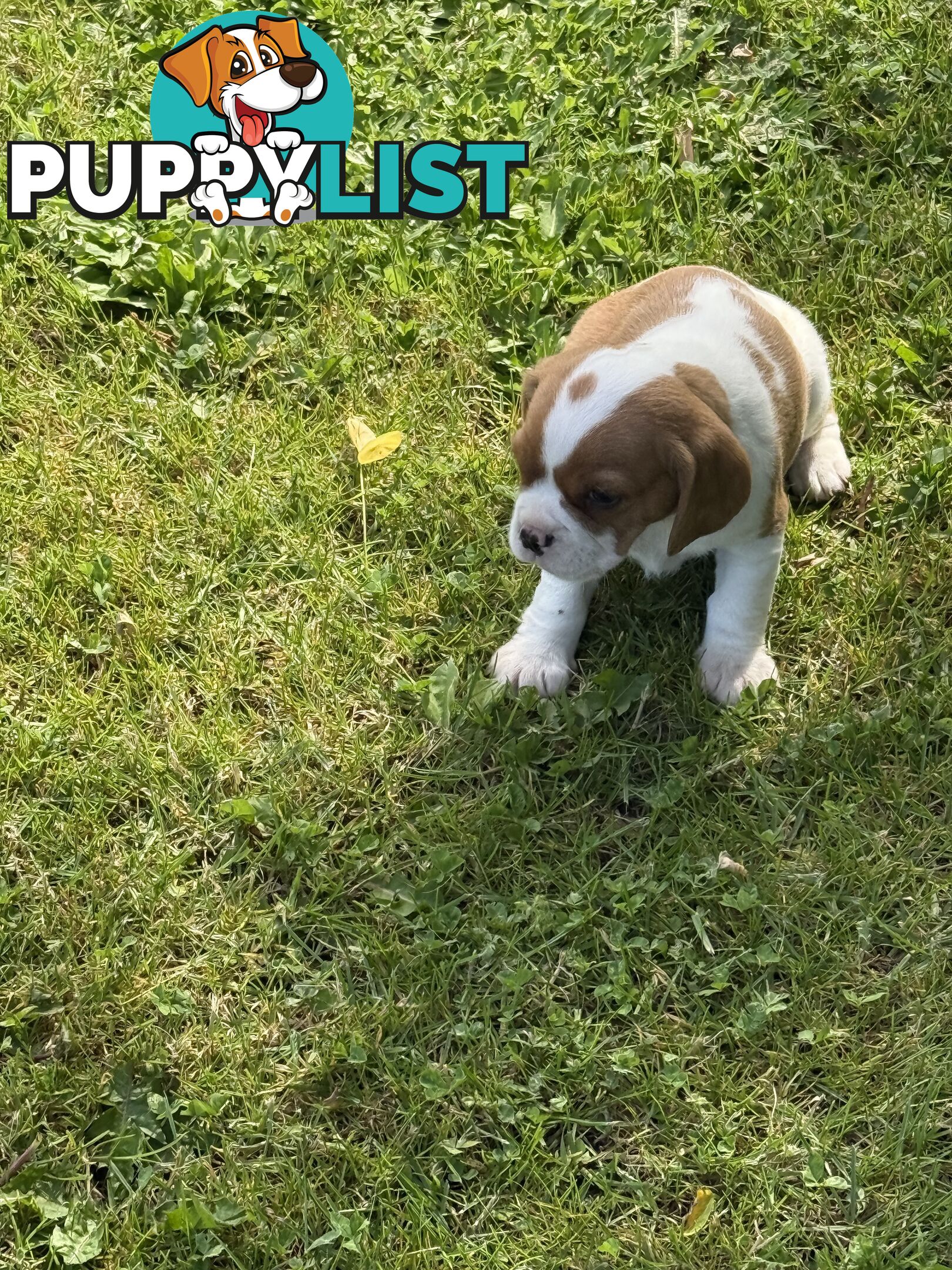 Gorgeous Pugalier puppies