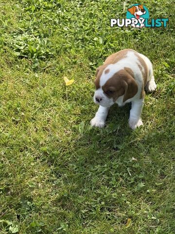 Gorgeous Pugalier puppies