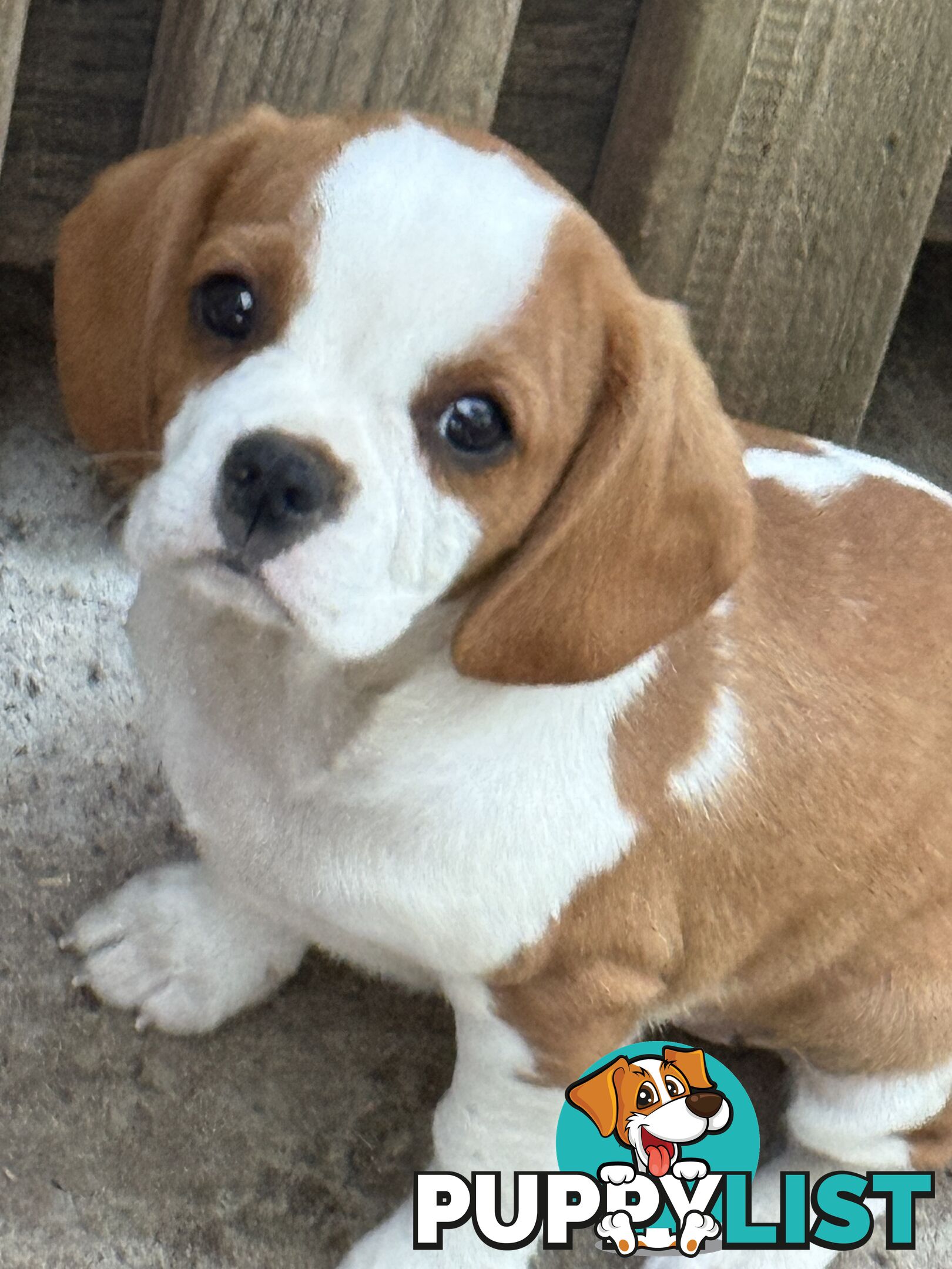 Gorgeous Pugalier puppies