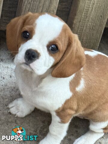 Gorgeous Pugalier puppies