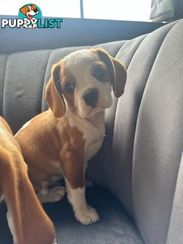 Gorgeous Pugalier puppies