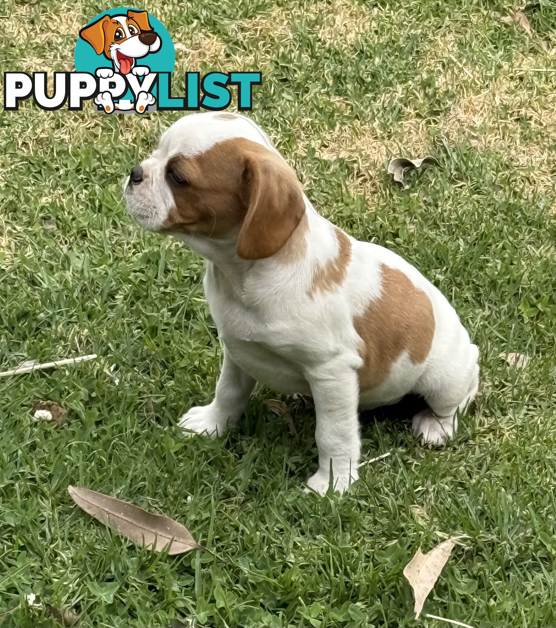 Gorgeous Pugalier puppies