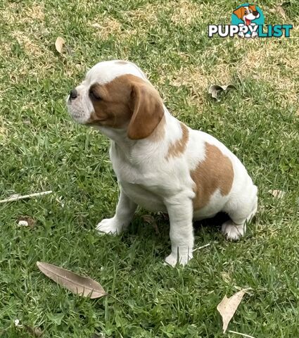 Gorgeous Pugalier puppies