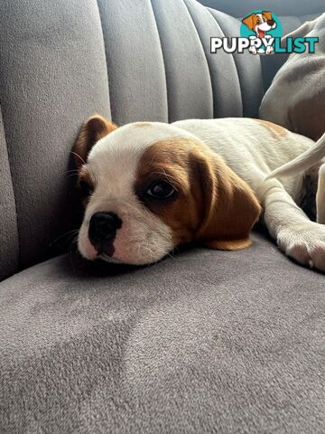 Gorgeous Pugalier puppies