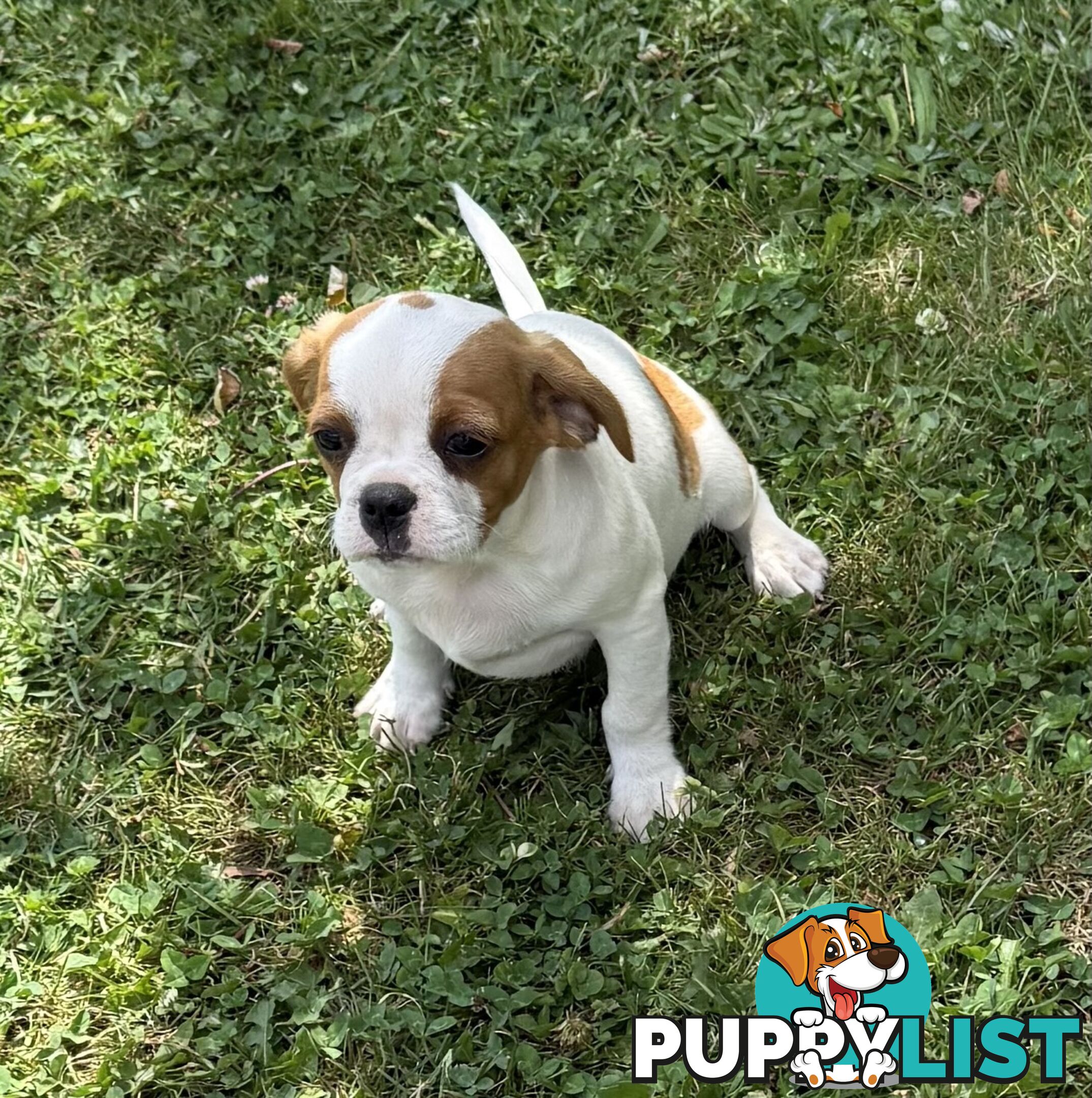 Gorgeous Pugalier puppies