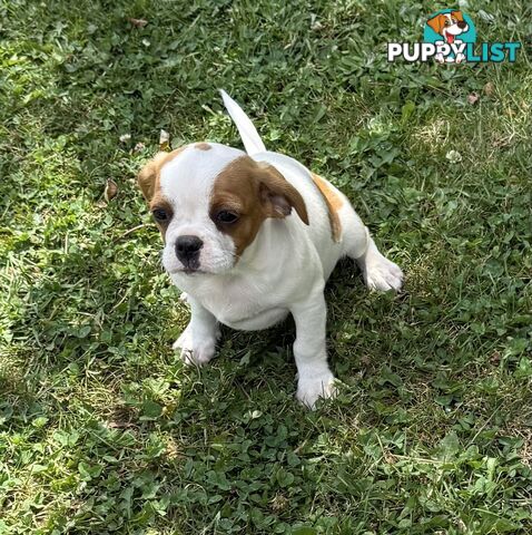 Gorgeous Pugalier puppies