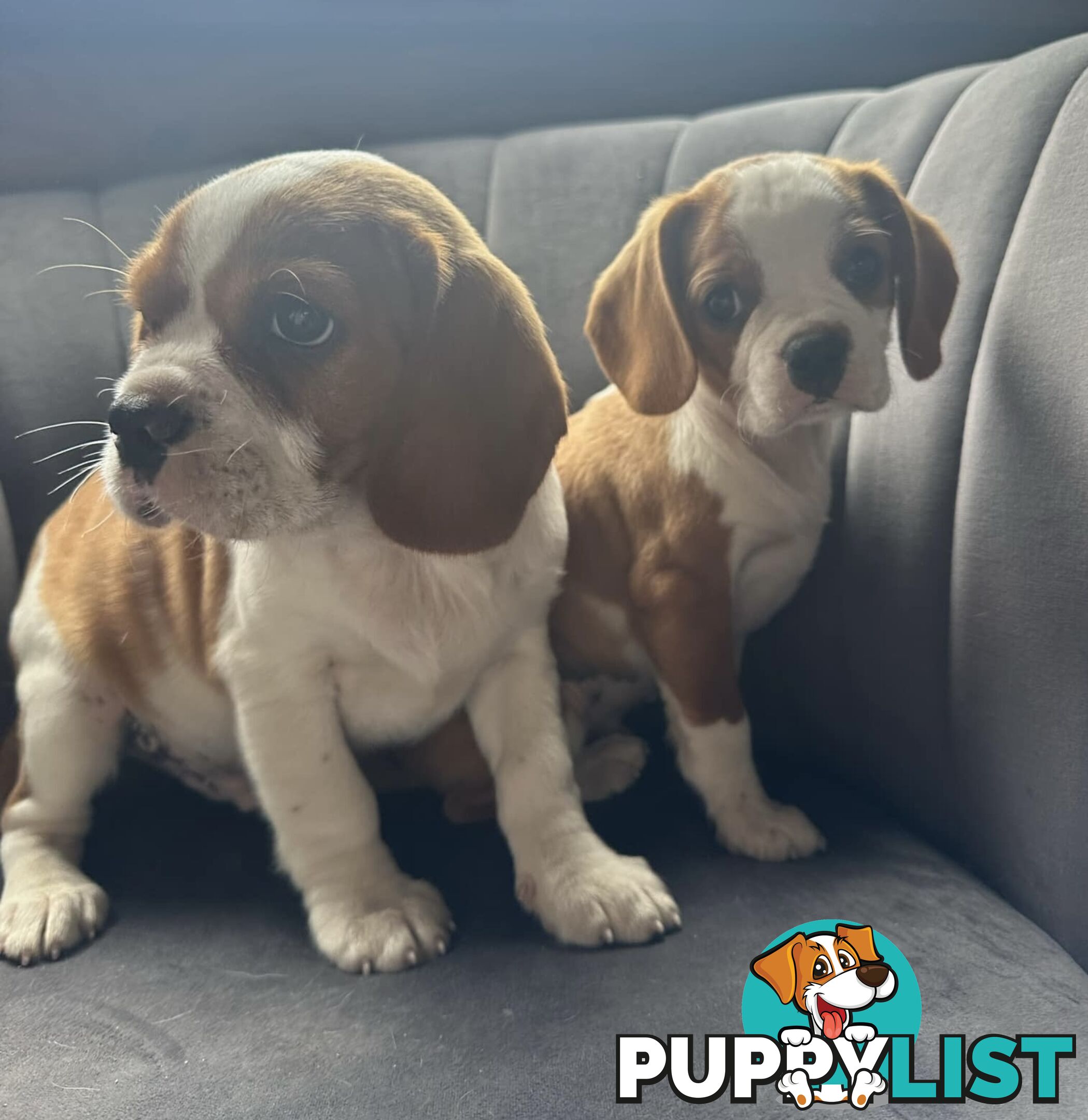 Gorgeous Pugalier puppies