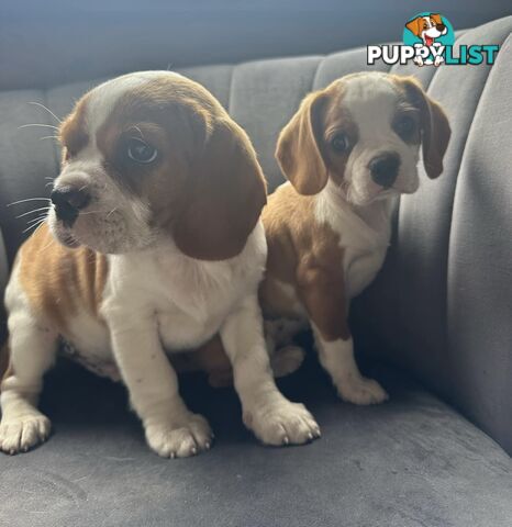 Gorgeous Pugalier puppies