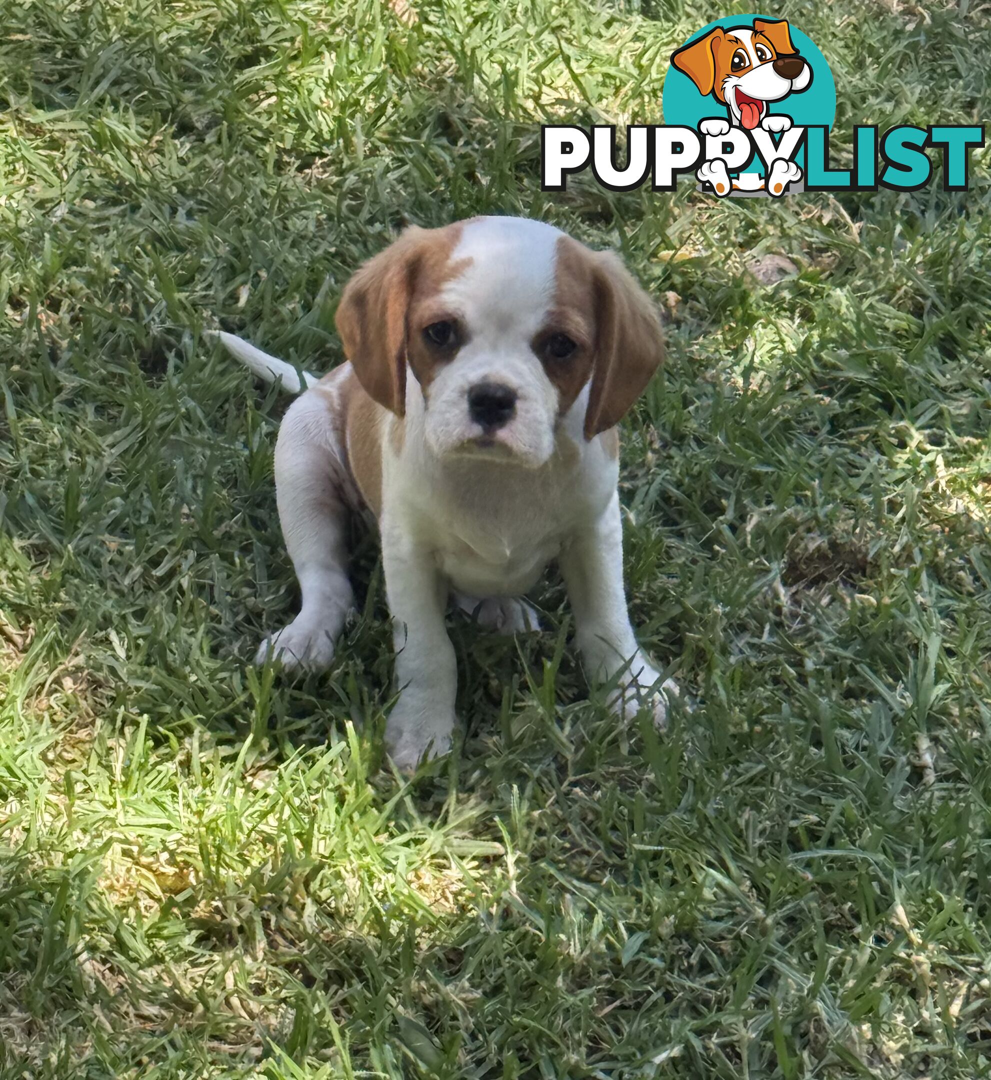 Gorgeous Pugalier puppies