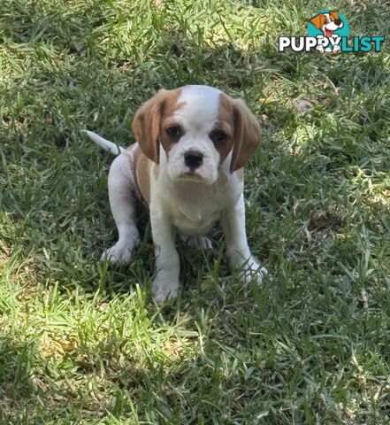 Gorgeous Pugalier puppies