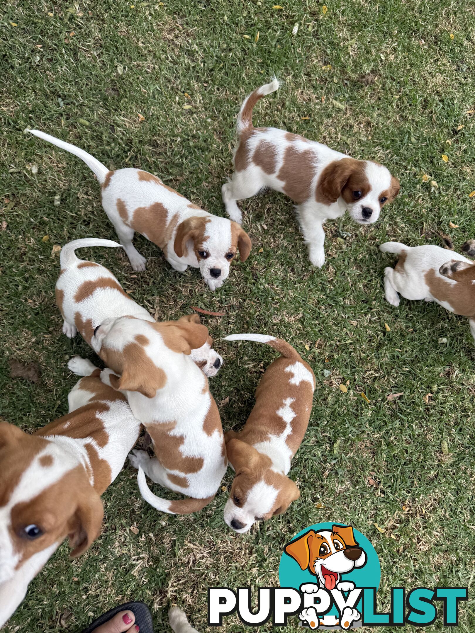 Gorgeous Pugalier puppies