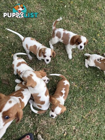 Gorgeous Pugalier puppies