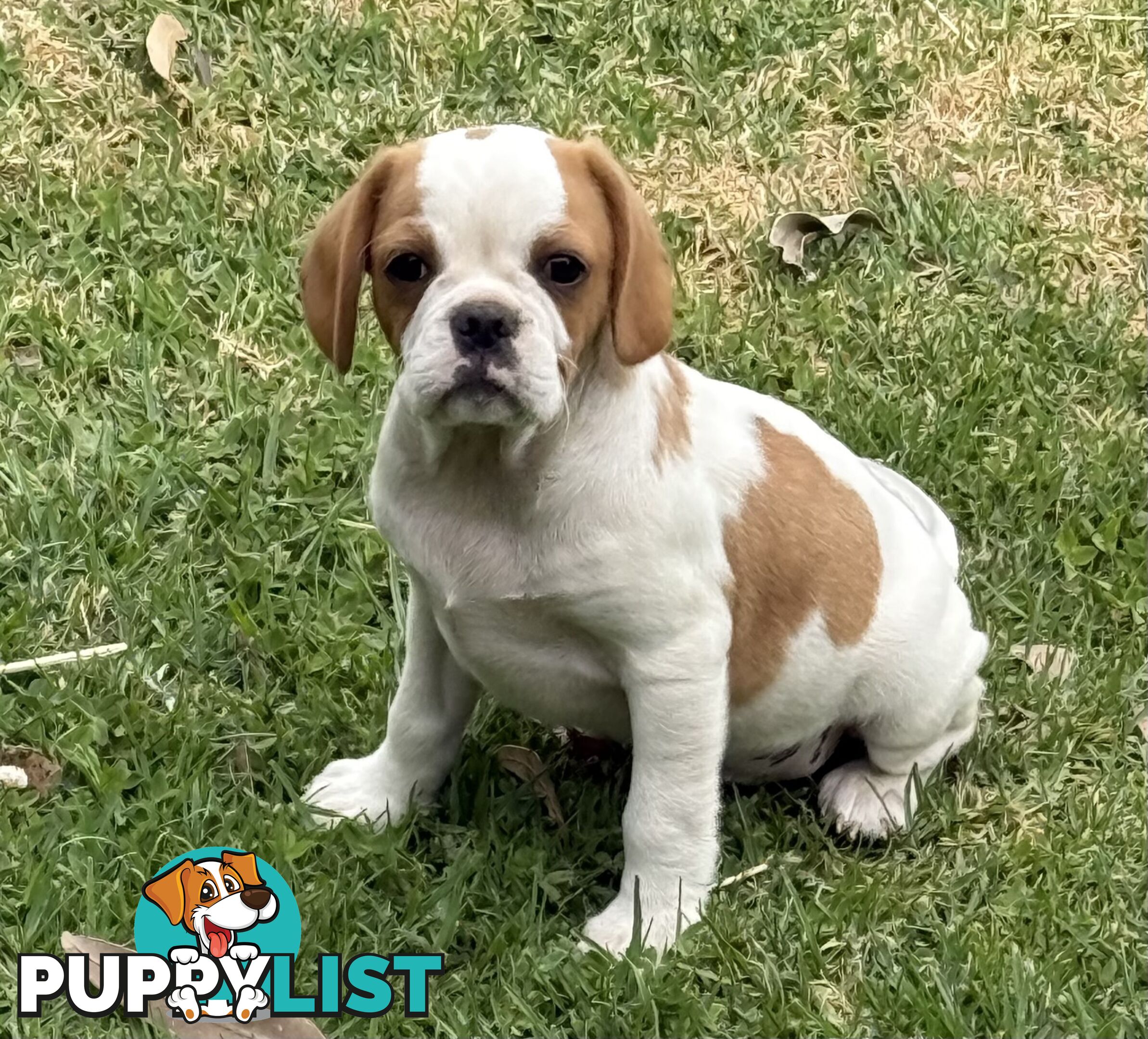 Gorgeous Pugalier puppies