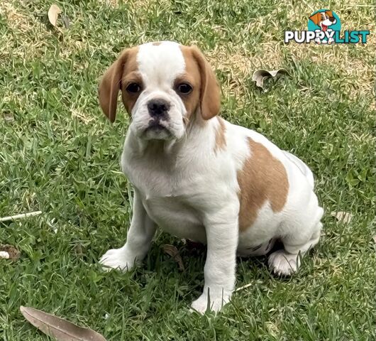 Gorgeous Pugalier puppies