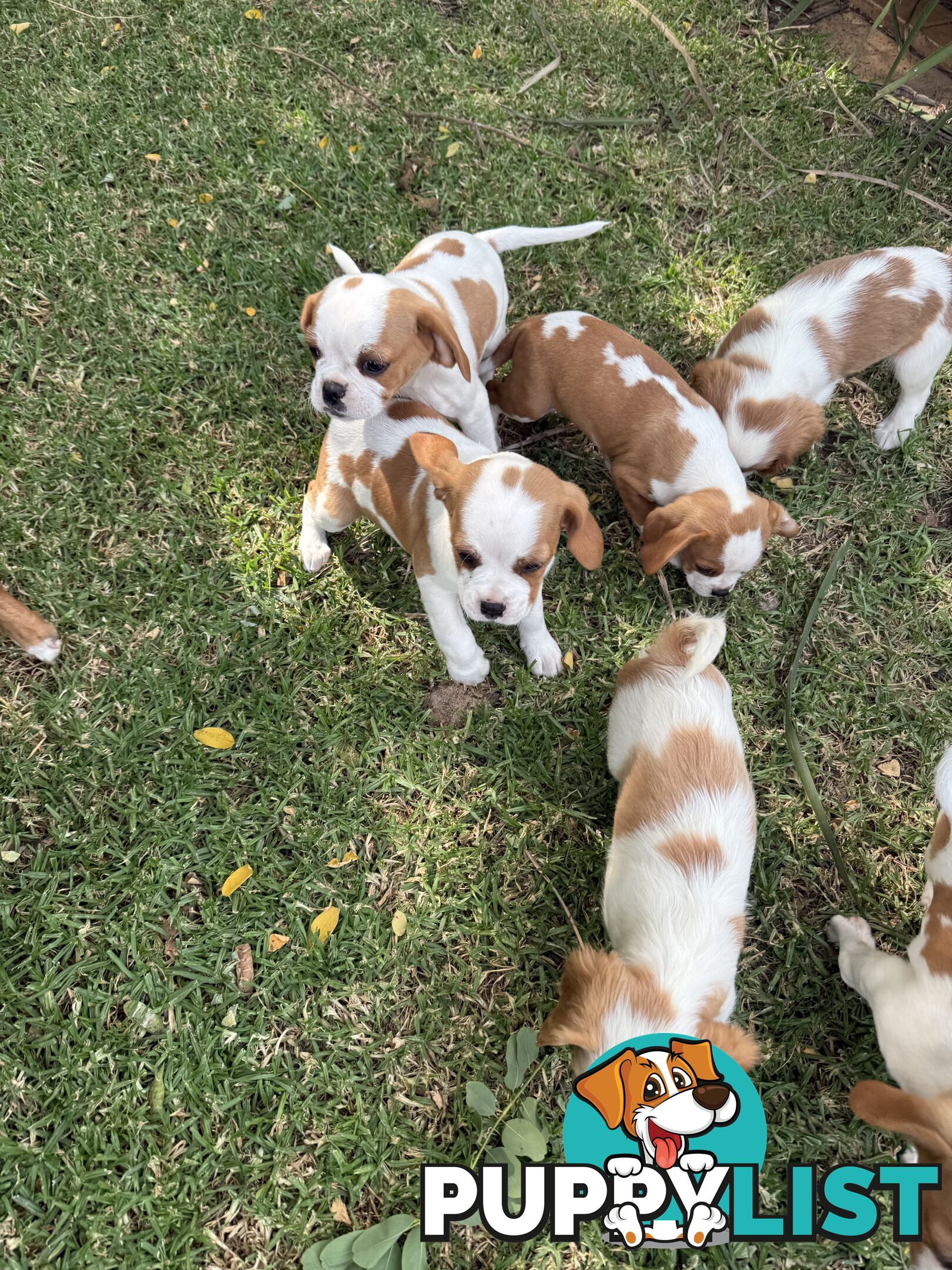 Gorgeous Pugalier puppies