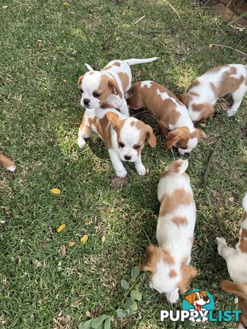 Gorgeous Pugalier puppies