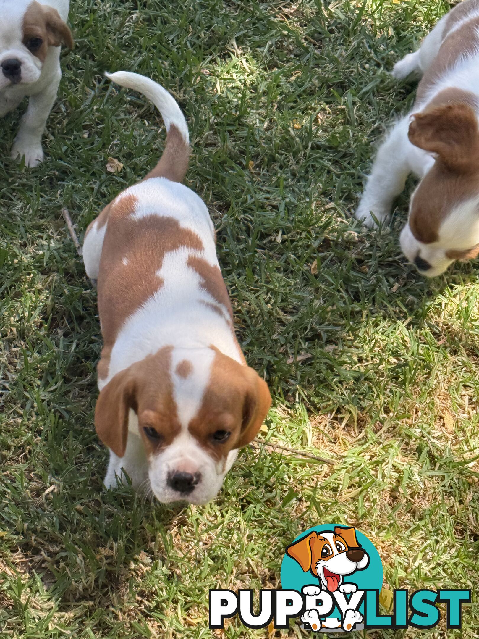 Gorgeous Pugalier puppies