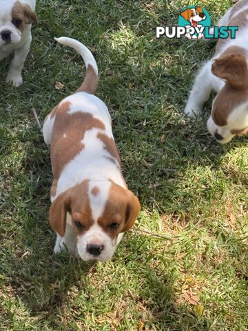 Gorgeous Pugalier puppies