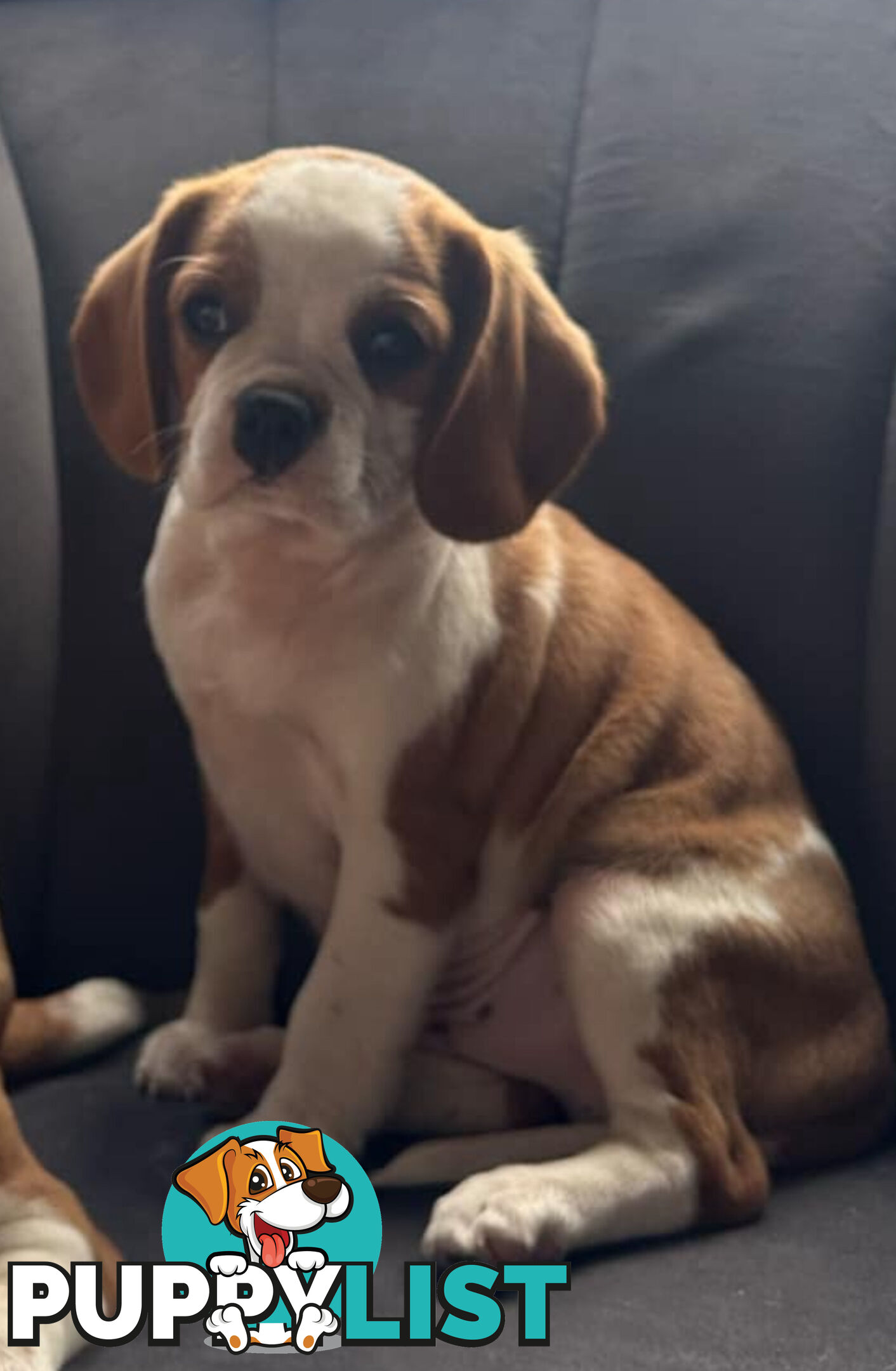 Gorgeous Pugalier puppies