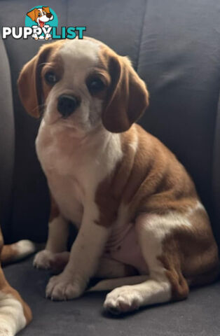 Gorgeous Pugalier puppies