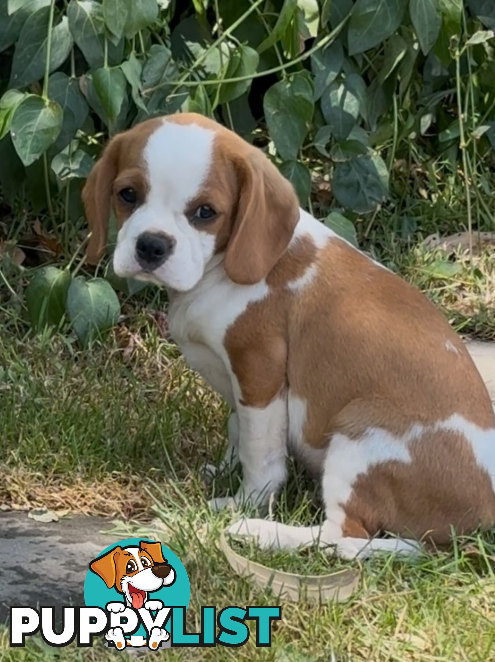 Gorgeous Pugalier puppies