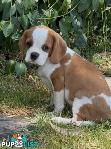 Gorgeous Pugalier puppies