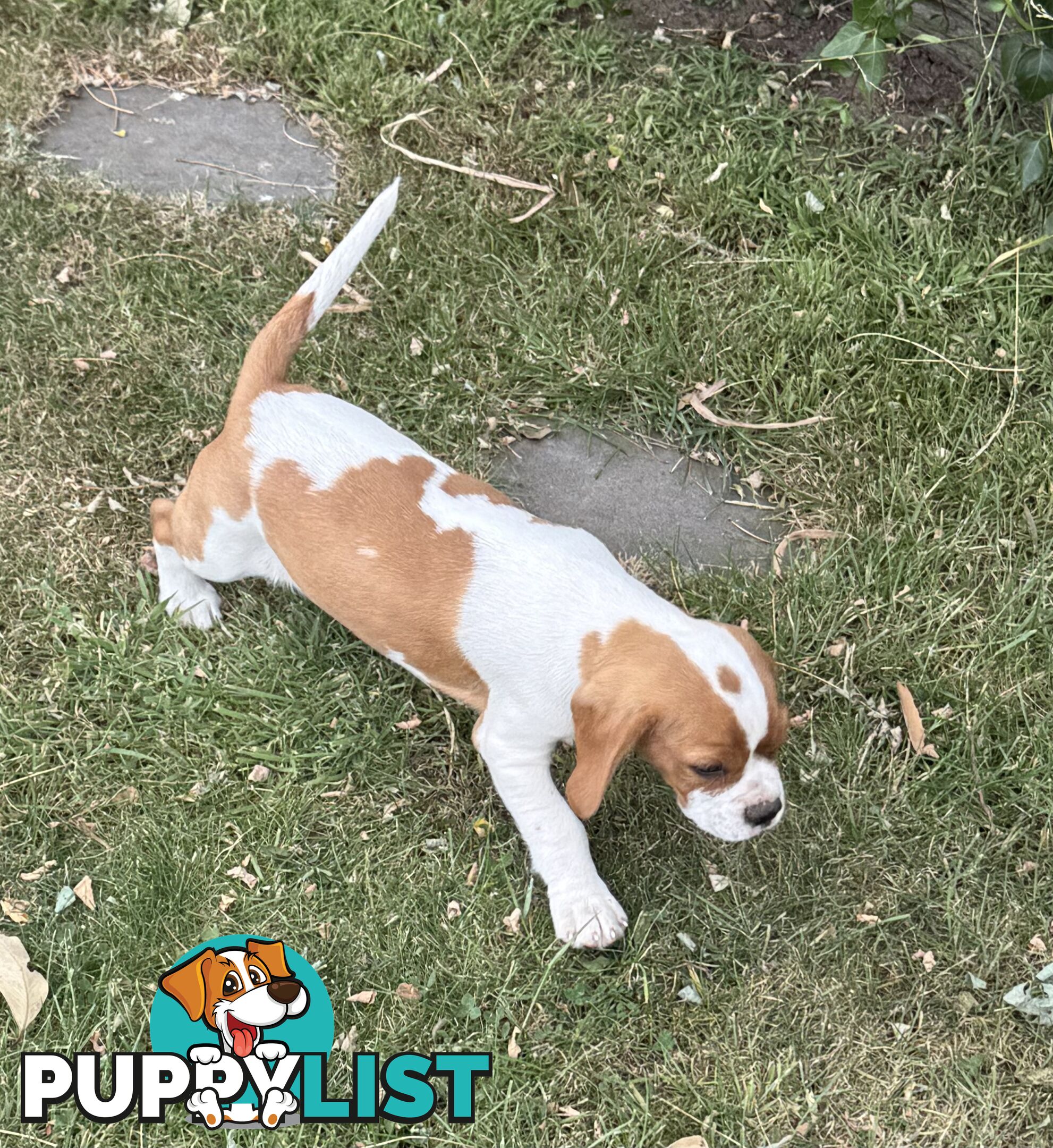 Gorgeous Pugalier puppies