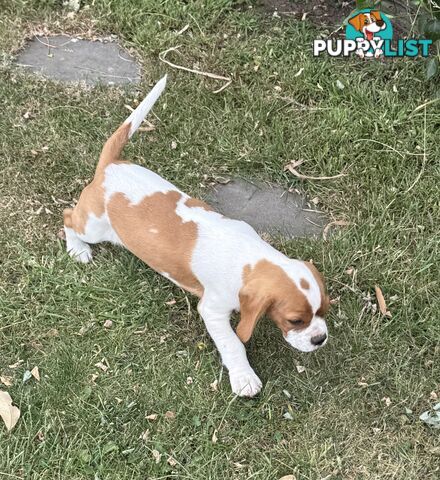 Gorgeous Pugalier puppies