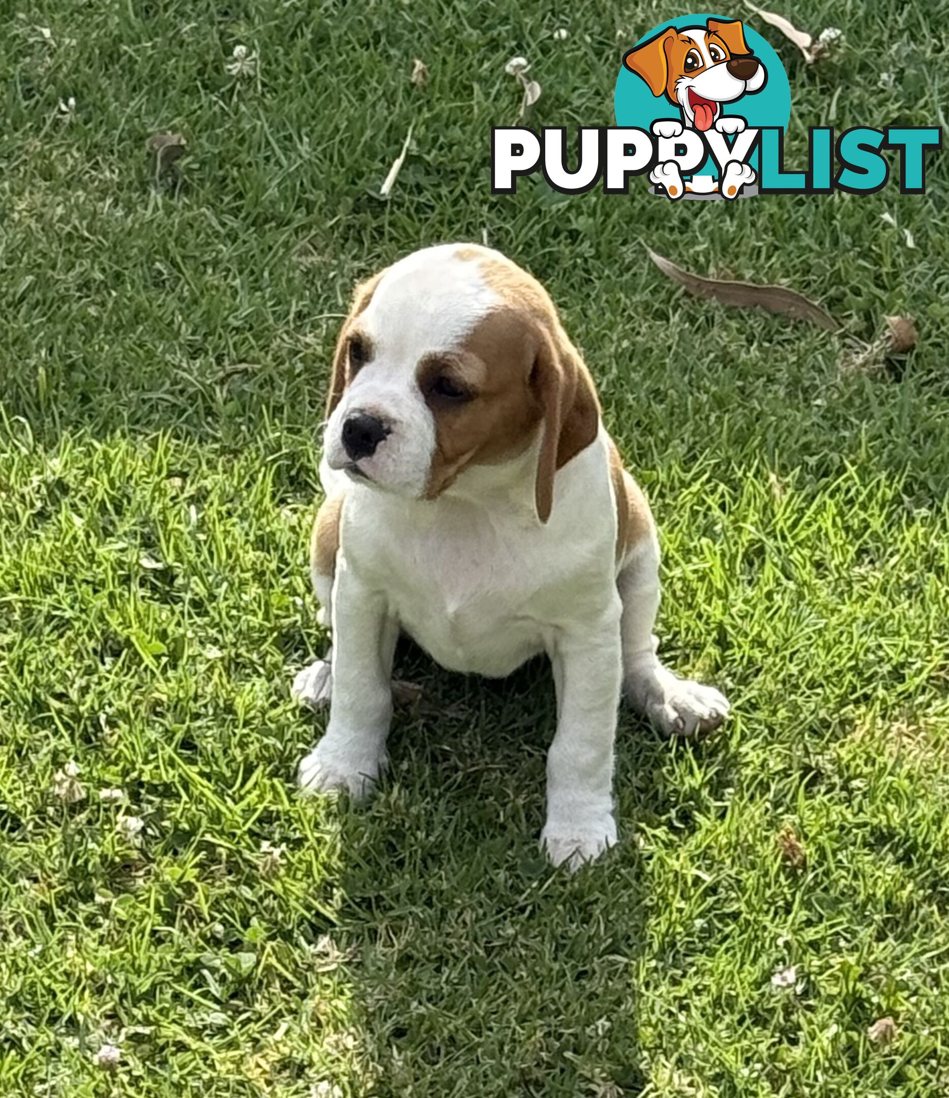 Gorgeous Pugalier puppies