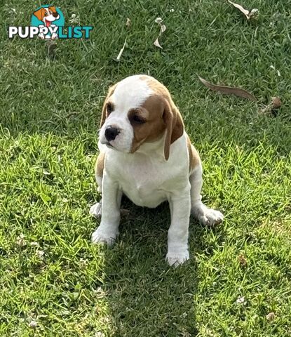 Gorgeous Pugalier puppies