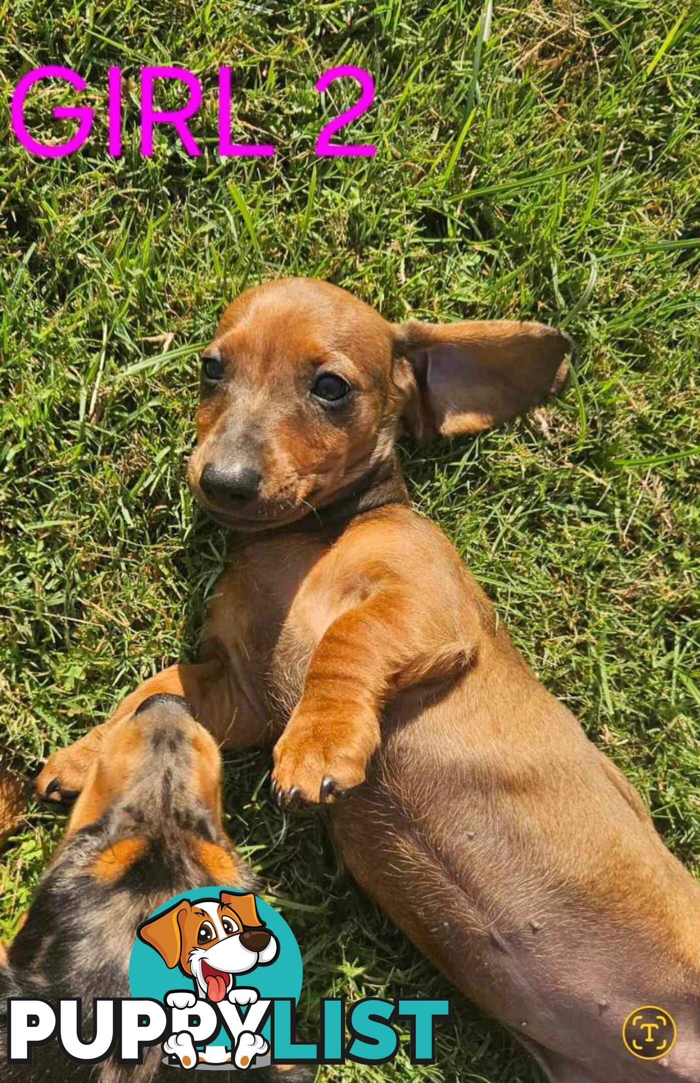 Miniture dachshund puppies