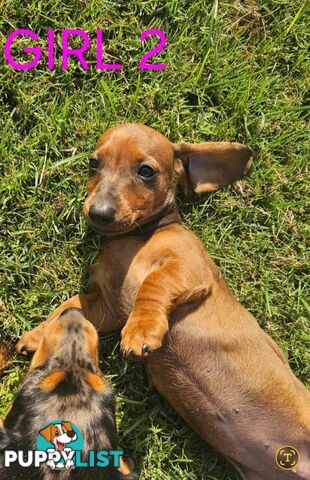 Miniture dachshund puppies