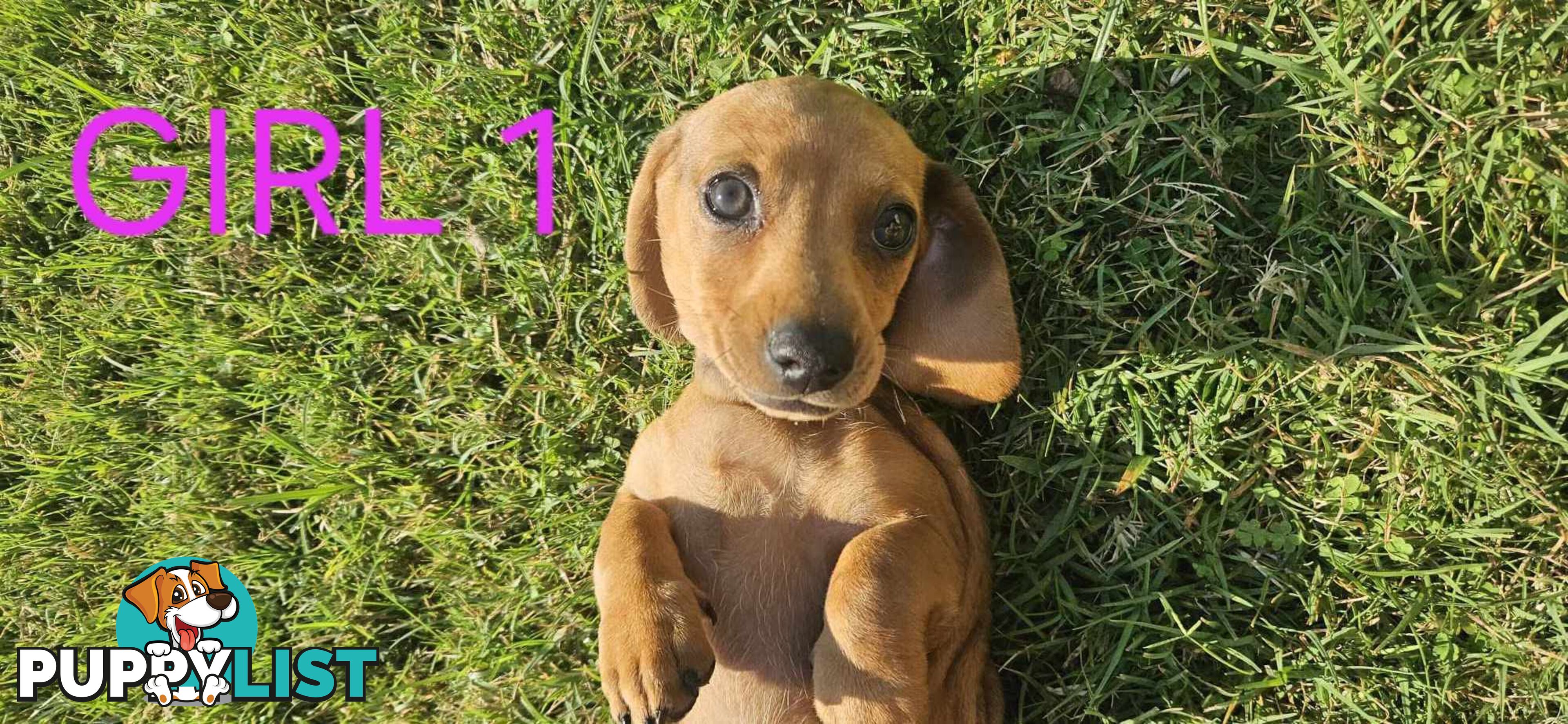 Miniture dachshund puppies