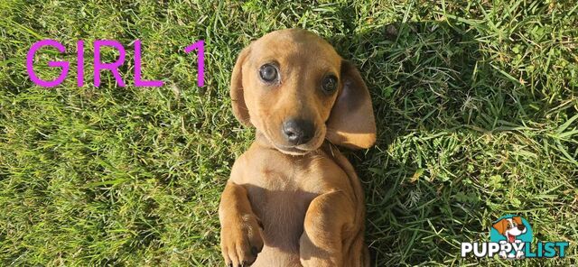 Miniture dachshund puppies