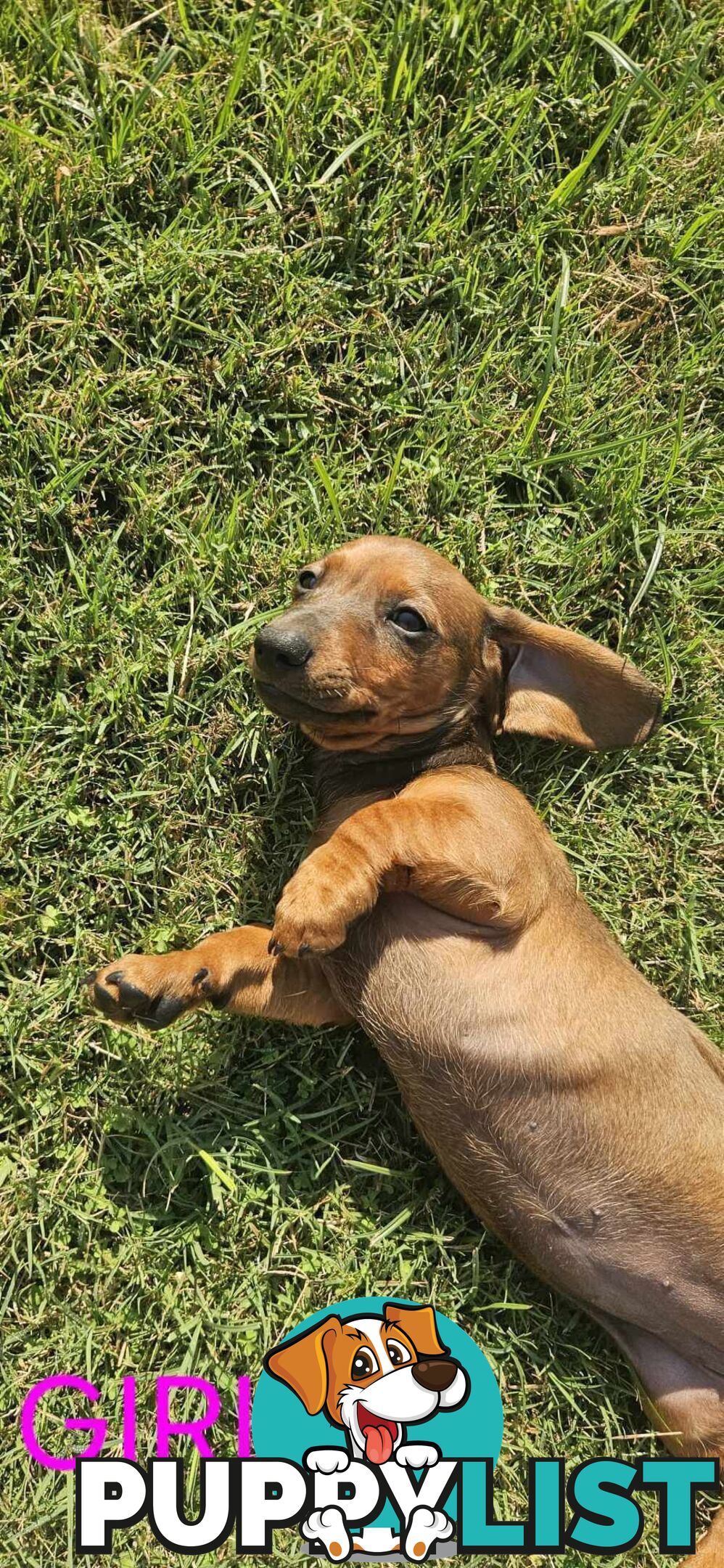 Miniture dachshund puppies