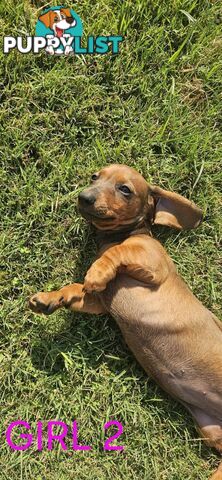 Miniture dachshund puppies